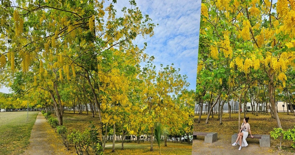 高雄,仁武,高雄景點,仁武景點,仁武運動公園,仁武公園,高雄公園,阿勃勒,賞花,公園