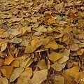 3428-131210-leaf.jpg