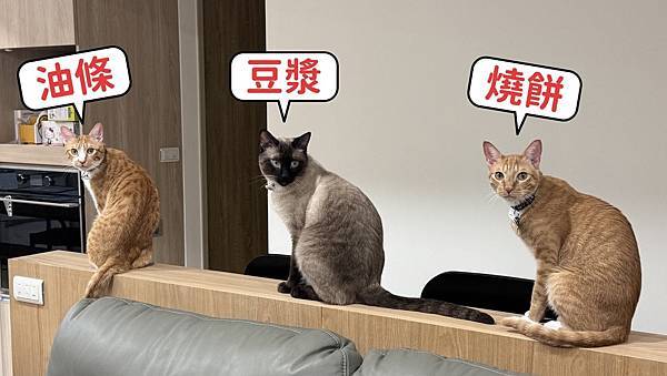 👍️【寵愛毛孩子】原型食材/台灣製造-取代傳統貓飼料 -『寵