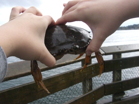 Dungness Crab from Sooke