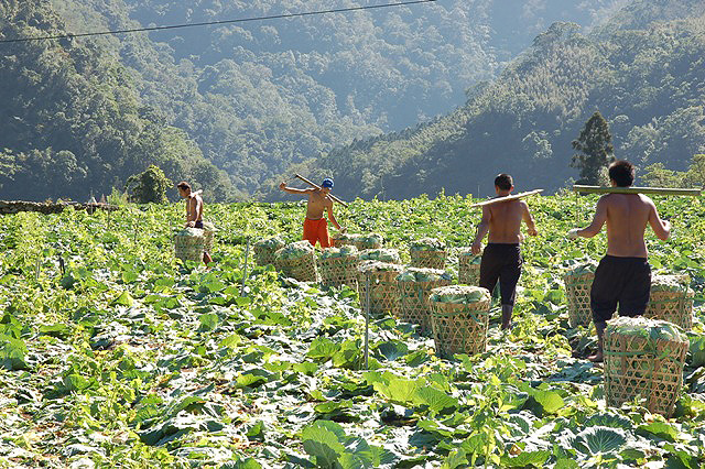 宜蘭南山 揮汗採收高麗菜的泰雅猛男 維多利亞的廚房 痞客邦
