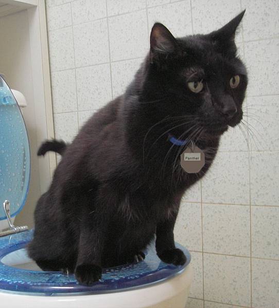 Toilet Trained Cat.jpg Toilet Trained Cat.jpg