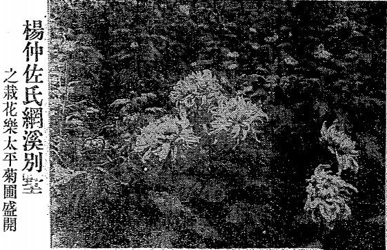 楊仲佐氏網溪別墅之栽花樂太平菊圃盛開.png 楊仲佐氏網溪別墅之栽花樂太平菊圃盛開.png