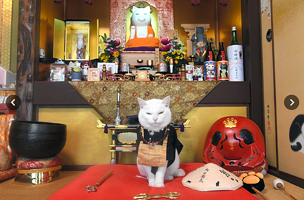 [心得/分享] 日本第一位貓咪住持誕生！
