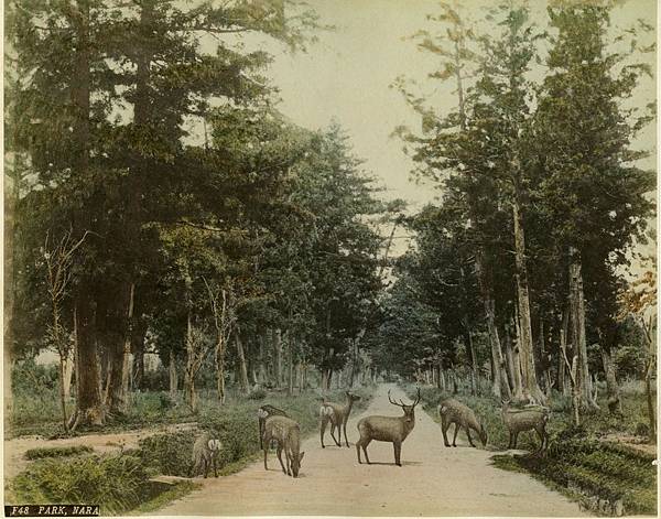 19世紀末的奈良公園。（維基百科，公有領域）.jpg