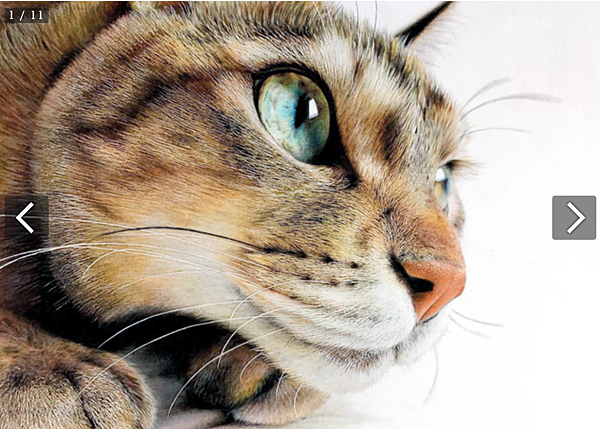 [心得/分享] 使用120色彩色鉛筆作畫的貓咪畫家 