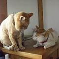 CIMG0239.JPG