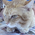 CIMG0374.JPG
