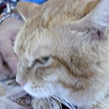 CIMG0375.JPG