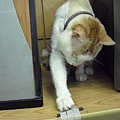 CIMG0501.JPG