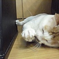CIMG0477.JPG