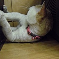 CIMG0486.JPG