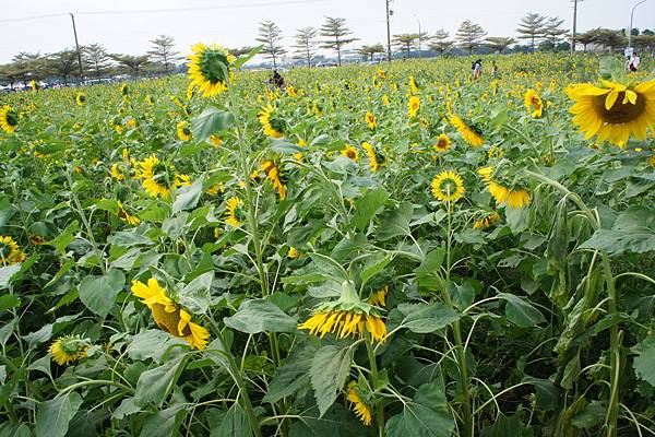 台江公園搭船&橋頭花田遊 025