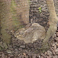 莫名奇妙躲在網子裡的兔子