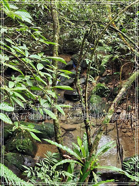 【石碇步道景點X拉繩趣】磐石嶺登山步道X巧遇可愛黃金蟾蜍X初