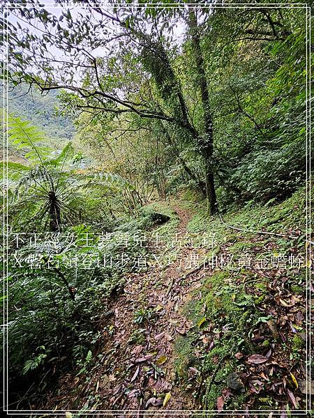 【石碇步道景點X拉繩趣】磐石嶺登山步道X巧遇可愛黃金蟾蜍X初