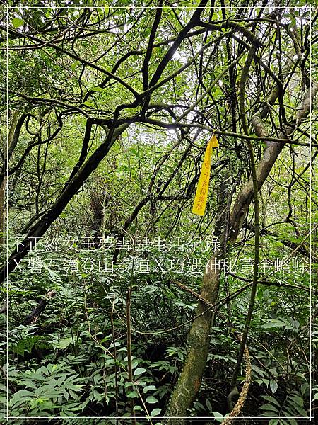 【石碇步道景點X拉繩趣】磐石嶺登山步道X巧遇可愛黃金蟾蜍X初