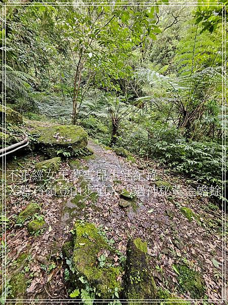 【石碇步道景點X拉繩趣】磐石嶺登山步道X巧遇可愛黃金蟾蜍X初