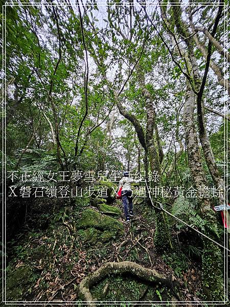 【石碇步道景點X拉繩趣】磐石嶺登山步道X巧遇可愛黃金蟾蜍X初