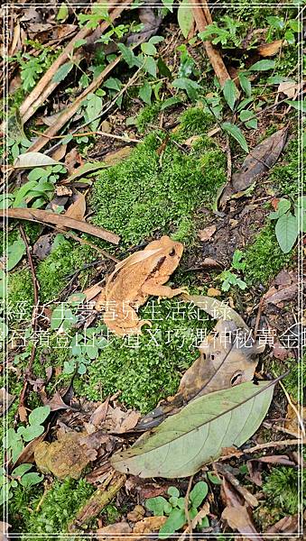 【石碇步道景點X拉繩趣】磐石嶺登山步道X巧遇可愛黃金蟾蜍X初