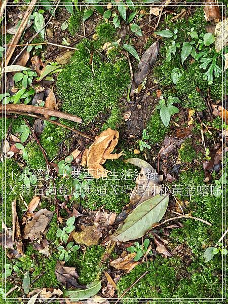 【石碇步道景點X拉繩趣】磐石嶺登山步道X巧遇可愛黃金蟾蜍X初