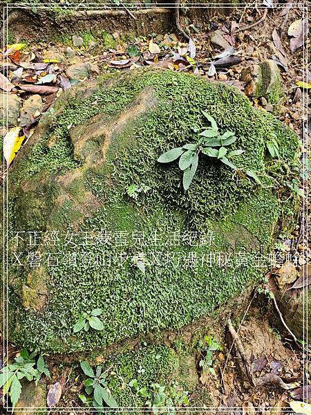 【石碇步道景點X拉繩趣】磐石嶺登山步道X巧遇可愛黃金蟾蜍X初