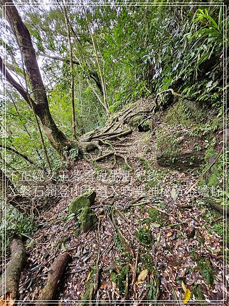 【石碇步道景點X拉繩趣】磐石嶺登山步道X巧遇可愛黃金蟾蜍X初