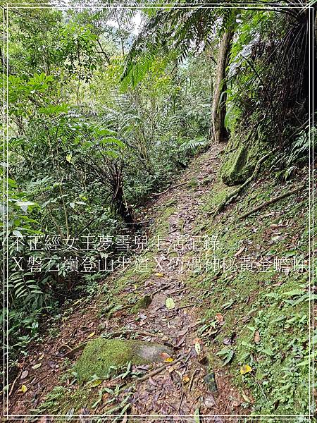 【石碇步道景點X拉繩趣】磐石嶺登山步道X巧遇可愛黃金蟾蜍X初