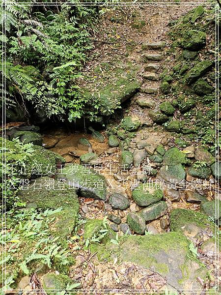 【石碇步道景點X拉繩趣】磐石嶺登山步道X巧遇可愛黃金蟾蜍X初