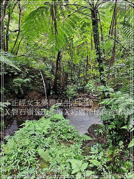 【石碇步道景點X拉繩趣】磐石嶺登山步道X巧遇可愛黃金蟾蜍X初