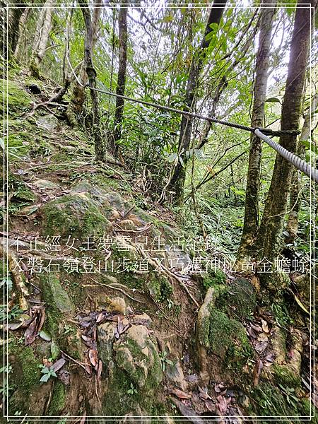 【石碇步道景點X拉繩趣】磐石嶺登山步道X巧遇可愛黃金蟾蜍X初