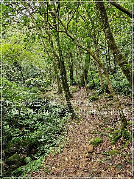 【石碇步道景點X拉繩趣】磐石嶺登山步道X巧遇可愛黃金蟾蜍X初