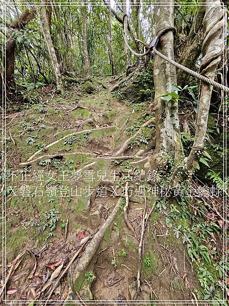 【石碇步道景點X拉繩趣】磐石嶺登山步道X巧遇可愛黃金蟾蜍X初