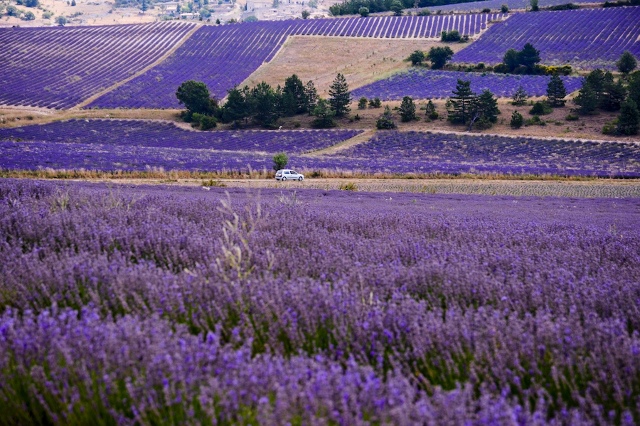 Lavender_in_Provence (640x426) Lavender_in_Provence (640x426)