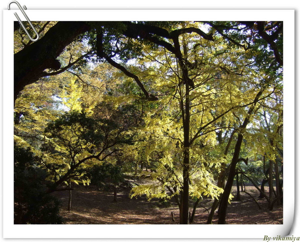 11.26 奈良東大寺11-發光的銀杏.jpg