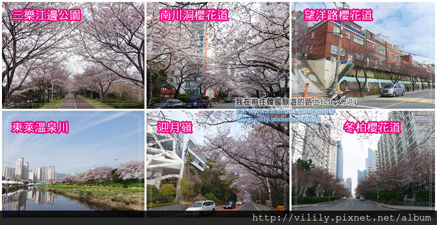 busansakura