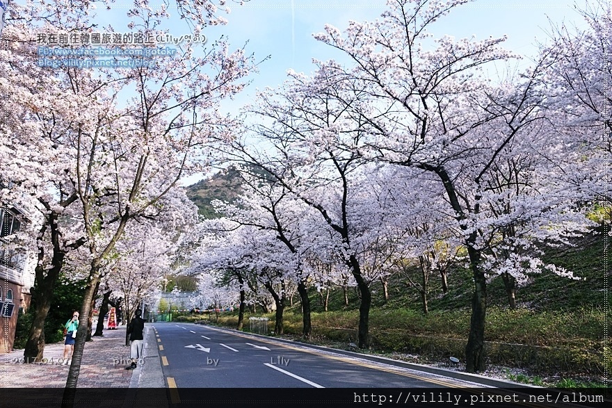 大邱賞櫻秘境~前山味步道櫻花路,鄰近前山咖啡街