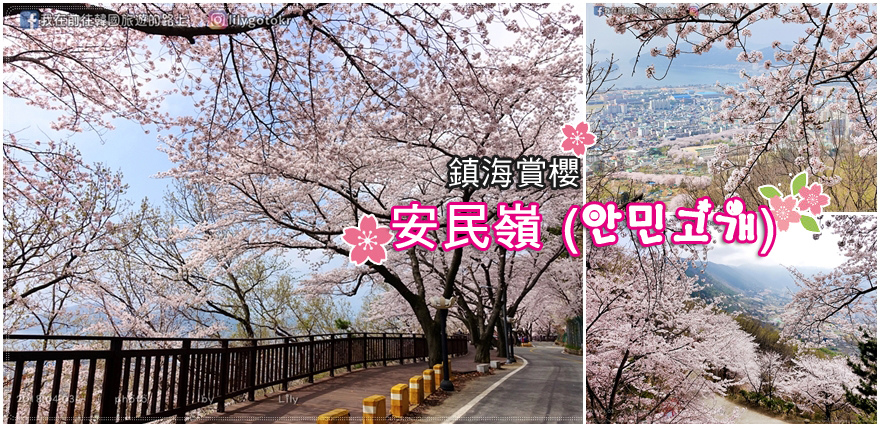 鎮海賞櫻|鎮海安民嶺浪漫賞櫻&春日咖啡