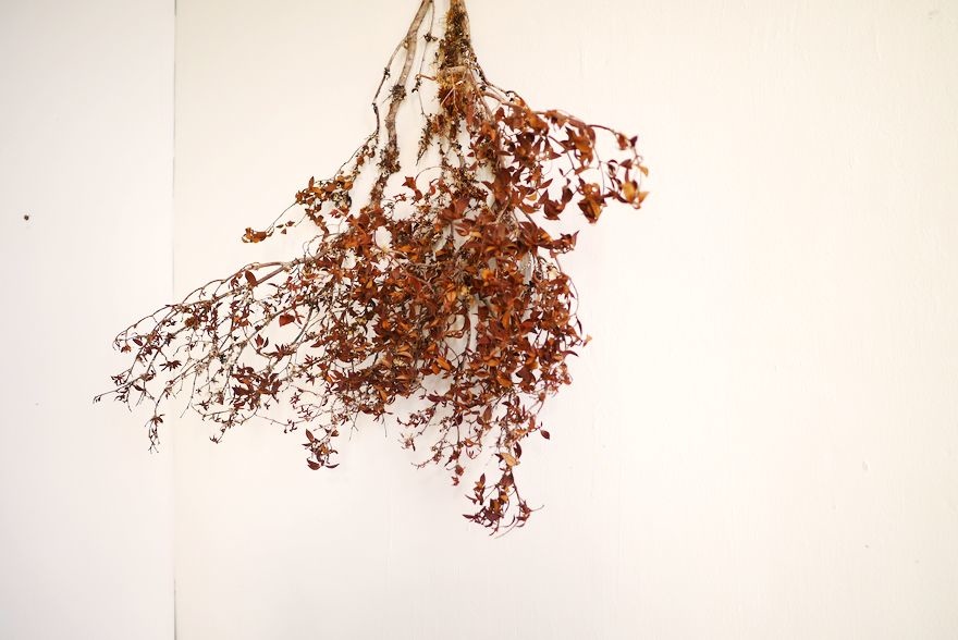 P2480196.jpg P2480196.jpg