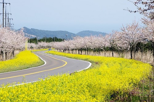 鹿山路油菜花公路01.jpg