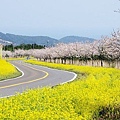 鹿山路油菜花公路01.jpg