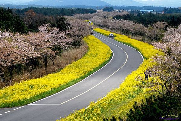 鹿山路油菜花公路04.jpg