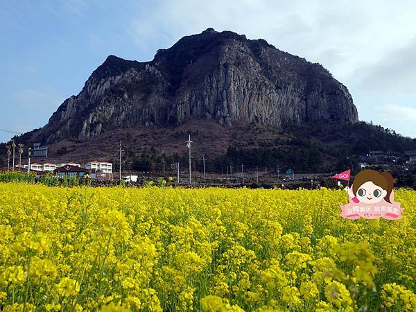 山房山油菜花.jpg