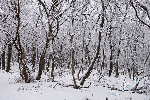 濟州島漢拏山御里牧靈室登山022.jpg