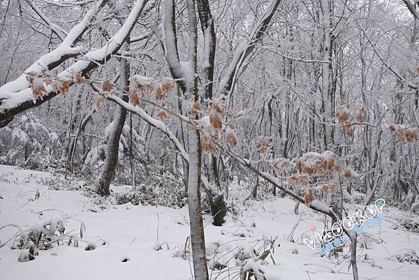 濟州島漢拏山御里牧靈室登山036.jpg