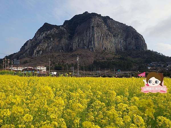 濟州西歸浦山房山油菜花제주 산방산 0011.jpg