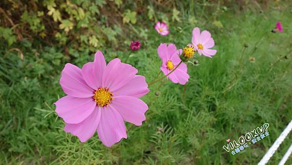 首爾紫芒草慶典서울억새축제天空公園하늘공원0042.jpg 首爾紫芒草慶典서울억새축제天空公園하늘공원0042.jpg