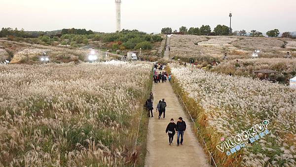 首爾紫芒草慶典서울억새축제天空公園하늘공원0048.jpg 首爾紫芒草慶典서울억새축제天空公園하늘공원0048.jpg