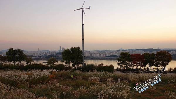 首爾紫芒草慶典서울억새축제天空公園하늘공원0053.jpg 首爾紫芒草慶典서울억새축제天空公園하늘공원0053.jpg