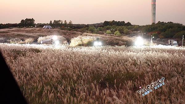 首爾紫芒草慶典서울억새축제天空公園하늘공원0056.jpg 首爾紫芒草慶典서울억새축제天空公園하늘공원0056.jpg
